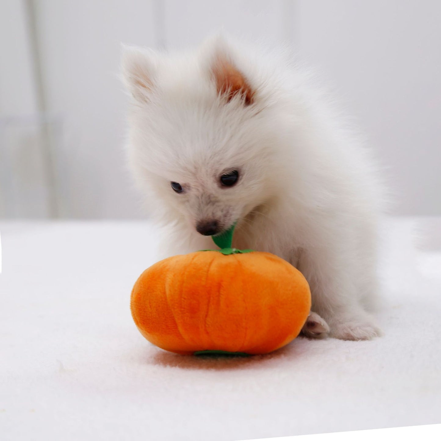 Dog Sounding Pumpkin Plush Toy